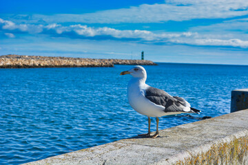 Ein Möwe am Hafen von Lagos in Portugal