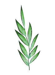 plant with many green leaves over a white background