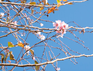 11月の晴れた青空の十月桜