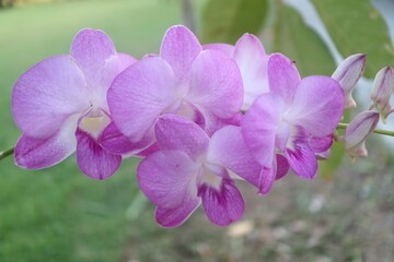 Fototapeta premium flowers in the garden