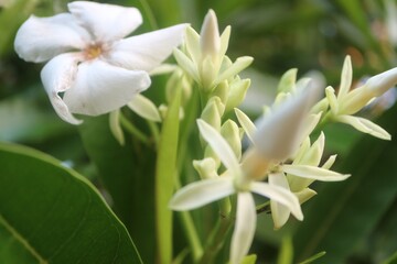 close up of white flower