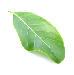 section of jackfruit isolated on white background