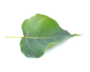 Green pho leaf isolated on white background.