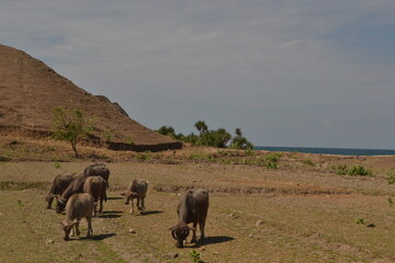 herd of wildebeest