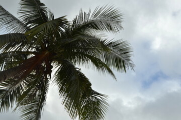 Fototapeta na wymiar palm tree in the sky
