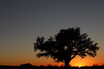 Obraz na płótnie Canvas Oak tree silhouette in Texas sunset