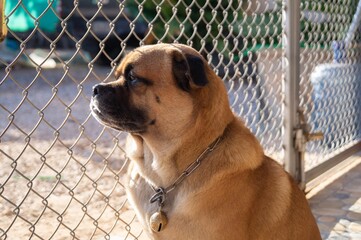 The dog was locked in a cage.