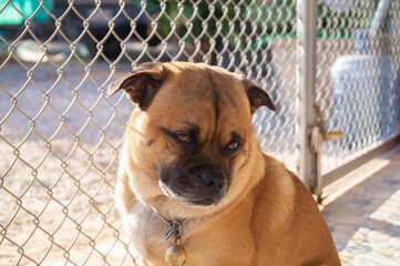 The dog was locked in a cage.