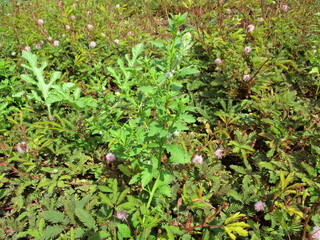 Weeds