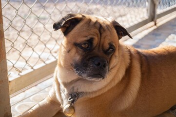 The dog was locked in a cage.