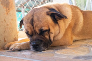 The dog was locked in a cage.