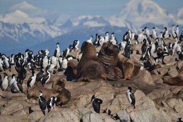 penguins and 
sea ​​wolf on the rocks