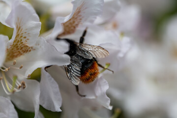 Hummel in weisser Blüte