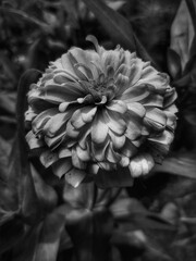 black and white flower photo