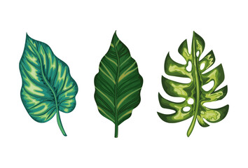 Fototapeta na wymiar set of three green leaves on a white background