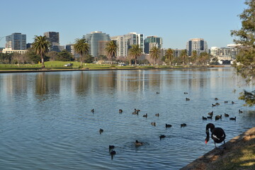 country goose and ducks