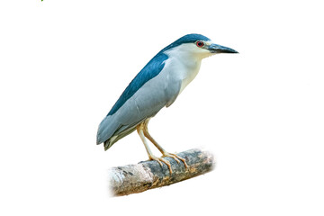 Obraz premium Black-crowned Night Heron perching on perch and looking into distance
