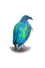 Nicobar Pigeon isolated on white background