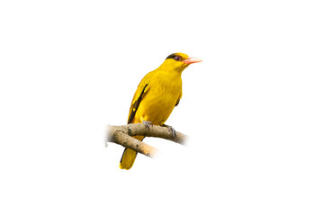 Black-naped Oriole perching on a perch