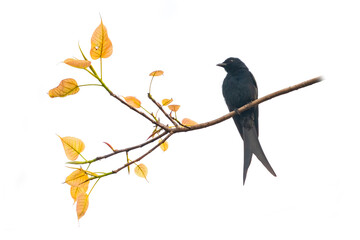 Black Drongo perching on a tree branch