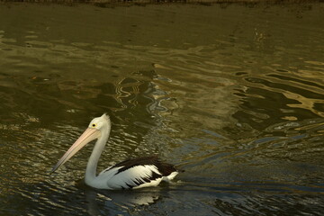 pelican on the water