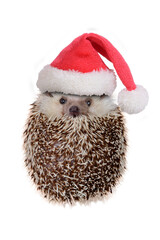 Cute hedgehog wearing red santa claus hat acting look like ball.