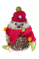 Cute hedgehog wearing red hat and scarf look like snowman. © pandpstock001