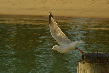 Imagen lateral de gaviota tomando vuelo