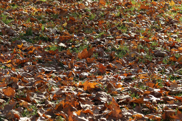 autumn leaves on the ground