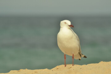Gaviota en la arena con el mar de fondo