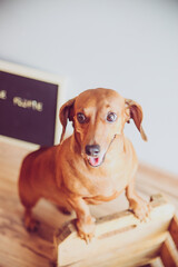 dog sitting on the table