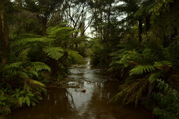 Rio entre arboles en el camino de las Blue Mountains  Australia