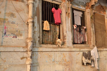 Perro asomando por una ventana antigua en India