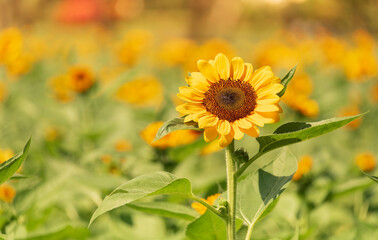 A field of sunflowers in the summer sunshine