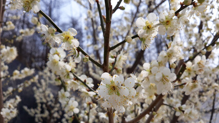 Apricot flower on nature background