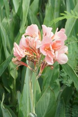 orange Canna indica in nature garden