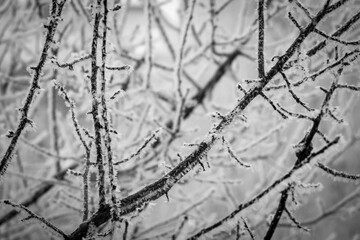 Fresh frost on tree branches on a frosty winter morning.
