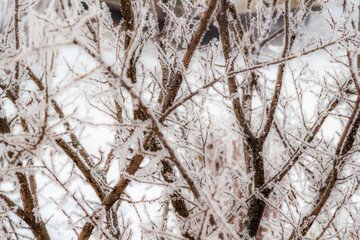 Fresh frost on tree branches on a frosty winter morning.