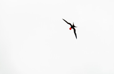 Male Magnificent Frigatebird (Fregata magnificens) with red poach flying above Santa Cruz island, Galapagos national park, Ecuador.