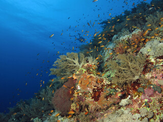 Naklejka na ściany i meble Scuba diving on a high diversity Red Sea coral reef