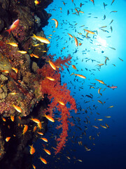 A colourful Nephteid soft coral surrounded by anthias on a coral reef wall © Nina