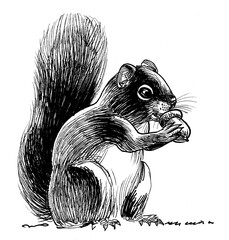 Cute fluffy squirrel eating acorn. Ink black and white drawing