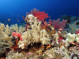Fototapeta na wymiar Colorful Red Sea soft corals