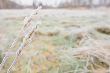 Froze lush green grass with ice crystals on natural blurry background. Natural landscape in winter. Fog with tender bokeh. Close-up, copy space