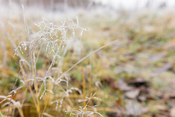 Dry spikelets of grass with ice crystals with ice crystals on natural blurry background. Natural landscape in winter. Fog with tender bokeh. Close-up, copy space