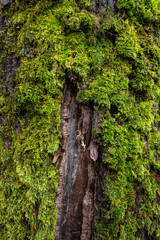 the surface of the wet wood trunk covered with dense green mosses