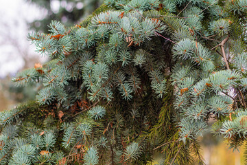 Beautiful pine branches green and brown needles