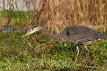 one great blue heron searching for food on the open field filled with green and brown grasses