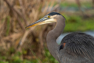 close up portrait of a great blue heron resting on the open grass field in front of dense brown grasses