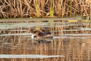 two cute little grebes swimming together  on a green algae-filled pond in the park.